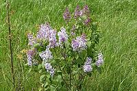 Beautiful purple lilac flowers outdoors. Lilac flowers on the branches [IBR124200560]