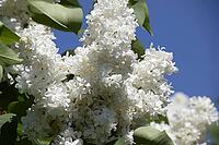 White Lilac. Beautiful purple lilac flowers outdoors. Lilac flowers on the branches [IBR124200561]