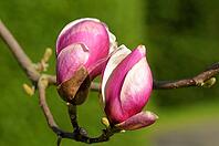 Animal Park, Baden-Württemberg, Germany [IBR124200563]