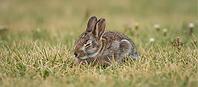 Wild gray rabbit resting in dry grass field during summer, peaceful countryside wildlife scene with natural daylight and soft background, AI generated [IBR124458831]