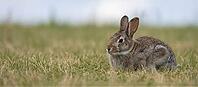 Wild gray rabbit sitting in dry grass field on a summer day, natural countryside wildlife scene with soft daylight and copy space, AI generated [IBR124458882]