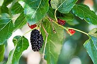 Black and red berries on the mulberry tree (blackberry, Morus nigra), close-up [IBR124458920]
