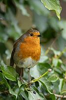 European robin (Erithacus rubecula) adult garden bird on an Ivy tree branch, Suffolk, England, United Kingdom [IBR124469098]
