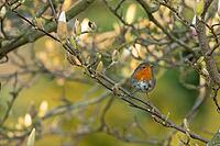 European robin (Erithacus rubecula) adult garden bird perched in a flowering Magnolia tree in spring, Suffolk, England, United Kingdom [IBR124469099]