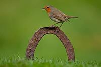 European robin (Erithacus rubecula) adult bird on a horseshoe in garden lawn, Norfolk, England, United Kingdom [IBR124469100]