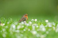 European robin (Erithacus rubecula) adult bird on a garden grass lawn with flowering daisies, Suffolk, England, United Kingdom [IBR124469101]
