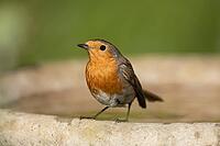 European robin (Erithacus rubecula) adult bird on a garden bird bath, Suffolk, England, United Kingdom [IBR124469103]