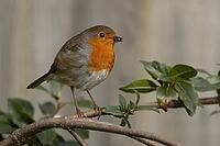 European robin (Erithacus rubecula) adult garden bird with insects for food in its beak, Suffolk, England, United Kingdom [IBR124469104]