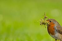 European robin (Erithacus rubecula) adult garden bird with nesting material in its beak in spring, Suffolk, England, United Kingdom [IBR124469105]