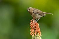 European robin (Erithacus rubecula) juvenile garden bird perched on a Red hot poker flower in summer, Suffolk, England, United Kingdom [IBR124469106]