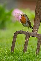 European robin (Erithacus rubecula) adult bird with nesting material in its beak on a garden fork in spring, Suffolk, England, United Kingdom [IBR124469107]