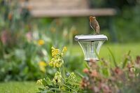 European robin (Erithacus rubecula) adult garden bird on a light in spring, Suffolk, England, United Kingdom [IBR124469108]
