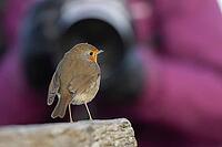 European robin (Erithacus rubecula) adult garden bird seemingly posing in front of a camera, Norfolk, England, United Kingdom [IBR124469110]