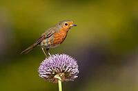 European robin (Erithacus rubecula) adult garden bird on a Allium flower in spring, Suffolk, England, United Kingdom [IBR124469112]