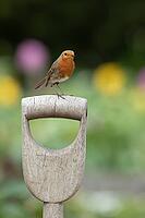 European robin (Erithacus rubecula) adult garden bird on a fork handle in spring, Suffolk, England, United Kingdom [IBR124469113]