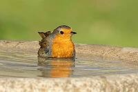 European robin (Erithacus rubecula) adult bird bathing in water in a garden bird bath, Suffolk, England, United Kingdom [IBR124469115]