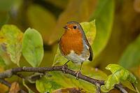 European robin (Erithacus rubecula) adult garden bird amongst autumn leaves of a garden Magnolia tree, Suffolk, England, United Kingdom [IBR124469116]