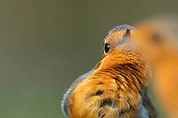 European robin (Erithacus rubecula) adult male garden bird singing to its female mate in spring, Suffolk, England, United Kingdom [IBR124469118]