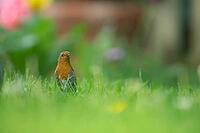 European robin (Erithacus rubecula) adult garden bird on grass lawn, Suffolk, England, United Kingdom [IBR124469119]