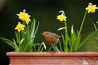 European robin (Erithacus rubecula) adult garden bird on a plant pot with daffodil flowers in spring, Suffolk, England, United Kingdom [IBR124469120]