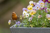 European robin (Erithacus rubecula) adult garden bird on a plant pot with pansy and viola flowers in spring, Suffolk, England, United Kingdom [IBR124469121]