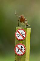 European robin (Erithacus rubecula) adult garden bird with nesting material in its beak on a sign post in spring, Norfolk, England, United Kingdom [IBR124469122]