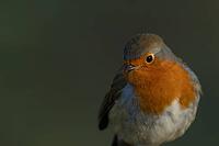 European robin (Erithacus rubecula) adult garden bird head portrait, Norfolk, England, United Kingdom [IBR124469123]
