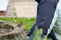 European robin (Erithacus rubecula) adult bird waiting to find food while a human works in a garden, Suffolk, England, United Kingdom [IBR124469124]