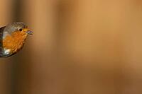 European robin (Erithacus rubecula) adult garden bird singing, Suffolk, England, United Kingdom [IBR124469125]
