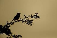 European robin (Erithacus rubecula) adult male garden bird singing in spring silhouette at sunset, Suffolk, England, United Kingdom [IBR124469127]