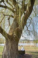 Weeping willow at Starkholzbacher See, spring, willow (Salix), Swabian-Franconian Forest nature park Park, Kocher Valley, Kocher, Schwäbisch Hall, Hohenlohe, Germany [IBR124469133]