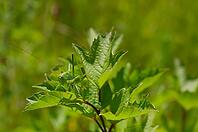 Great green bush cricket (Tettigonia viridissima), grasshopper, insect, Swabian-Franconian Forest nature park Park, Schwäbisch Hall, Hohenlohe, Germany [IBR124469135]