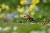 European robin (Erithacus rubecula) adult garden bird with nesting material in its beak in spring, Suffolk, England, United Kingdom [IBR124469147]