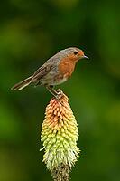 European robin (Erithacus rubecula) adult garden bird perched on a Red hot poker flower in summer, Suffolk, England, United Kingdom [IBR124469149]