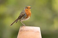 European robin (Erithacus rubecula) adult garden bird on a plant pot, Suffolk, England, United Kingdom [IBR124469151]