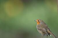 European robin (Erithacus rubecula) adult garden bird head portrait, Suffolk, England, United Kingdom [IBR124469152]