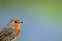 European robin (Erithacus rubecula) adult garden bird head portrait, Suffolk, England, United Kingdom [IBR124469153]