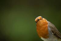 European robin (Erithacus rubecula) adult garden bird head portrait, Suffolk, England, United Kingdom [IBR124469154]
