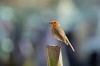 European robin (Erithacus rubecula) adult garden bird with insects for food in its beak, Suffolk, England, United Kingdom [IBR124469155]