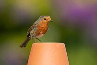 European robin (Erithacus rubecula) adult garden bird on a plant pot, Suffolk, England, United Kingdom [IBR124469156]