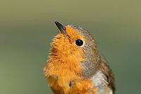 European robin (Erithacus rubecula) adult garden bird head portrait, Suffolk, England, United Kingdom [IBR124469157]