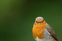 European robin (Erithacus rubecula) adult garden bird head portrait, Suffolk, England, United Kingdom [IBR124469158]