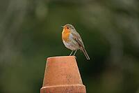European robin (Erithacus rubecula) adult garden bird on a plant pot, Suffolk, England, United Kingdom [IBR124469160]