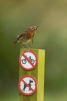 European robin (Erithacus rubecula) adult garden bird with nesting material in its beak on a sign post in spring, Norfolk, England, United Kingdom [IBR124469162]