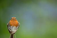 European robin (Erithacus rubecula) adult garden bird head portrait, Suffolk, England, United Kingdom [IBR124469163]