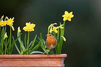 European robin (Erithacus rubecula) adult garden bird on a plant pot with daffodil flowers in spring, Suffolk, England, United Kingdom [IBR124469164]