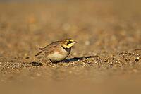 Shore lark or Horned lark (Eremophila alpestris) adult bird on a beach, Suffolk, England, United Kingdom [IBR124476169]