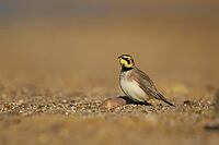 Shore lark or Horned lark (Eremophila alpestris) adult bird on a beach, Suffolk, England, United Kingdom [IBR124476170]