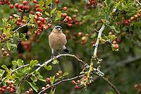 Eurasian chaffinch (Fringilla coelebs) adult male garden bird in a Hawthorn tree full of red berries in summer, Suffolk, England, United Kingdom [IBR124476171]