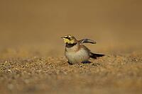 Shore lark or Horned lark (Eremophila alpestris) adult bird on a beach, Suffolk, England, United Kingdom [IBR124476172]